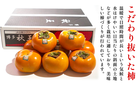 柿 秋王 約3kg（8-12玉） 南国フルーツ株式会社【26年度出荷】《10月下旬-11月末頃出荷》福岡県 鞍手町 福岡県産 柿 フルーツ 果物