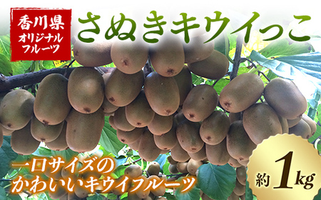 【人気フルーツ定期便C 2回】 《さぬきキウイっこからスタート》 さぬきキウイっこ 約1kg 越冬小原紅早生 約1kg キウイ キウイフルーツ  みかん 柑橘 旬 果物 国産 香川県 フルーツ定期便 F5J-929