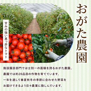 【B7039】《数量限定》＜おがた農園のミニトマトジュース＞ 陽の彩 ー ひのいろ ー (180ml×10本) トマト ミニトマト ジュース トマトジュース ミニトマトジュース 飲料 甘味 酸味 野菜 ギフト プレゼント【おがた農園】
