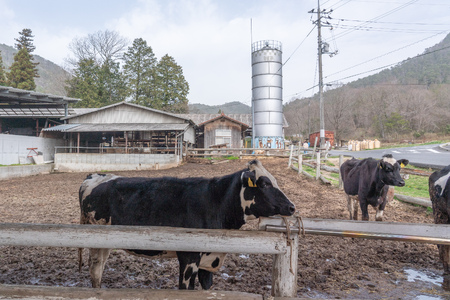 カドーレ牧場手づくりジェラートセット