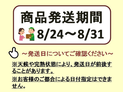 【2026年発送分先行予約】ナガノパープル・シャインマスカット　2房セット（約1kg）　8月下旬発送　広島　農家直送・新鮮朝採り【配送不可：離島】【※お届け日指定不可】