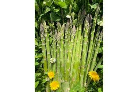 【予約商品】アグリ・アライアンス　鮮度抜群！ジュワっとみずみずしくあまぁいアスパラガス 1kg【配送不可：北海道、沖縄】【配送時期：7月上旬～8月下旬】