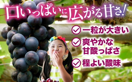 ぶどう【先行予約】【2026年8月中旬から順次発送】ニューピオーネ 2kg（4から6房） ぶどう[AGDB001]