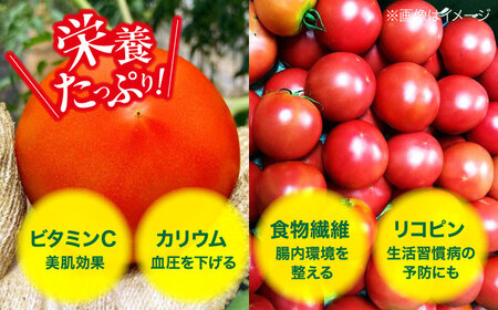 トマト【4月中旬から順次発送】 トマト 桃太郎ネクスト 18～24個入り（約3～4kg） トマト[AGDG007]