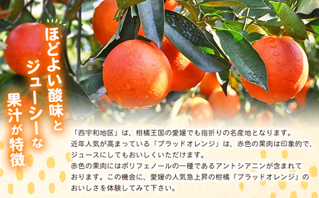 【先行予約】＜愛媛県西予市産 ブラッドオレンジ 家庭用 約3.2kg＞※2027年3月上旬～4月上旬迄に順次出荷予定 愛媛県産 西宇和 家庭用 不揃い 果物 フルーツ 柑橘 ぶらっどおれんじ オレンジ みかん ミカン 蜜柑 訳あり ワケアリ 国産 小林果園 愛媛県 西予市 【常温】OKE0003