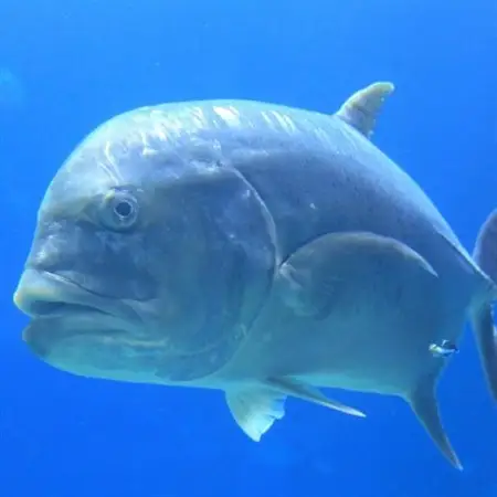 【貸し切りプラン】沖釣りチャーター 上級者向け1日プラン(1～5名様)【1523917】