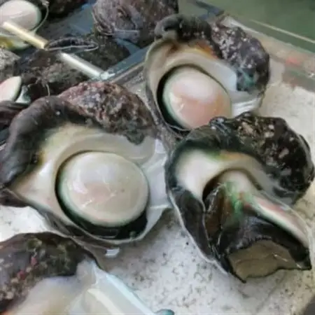 夜光貝 3パック 800g(1パックあたり200g～300g)【配送不可地域：離島】【1544708】