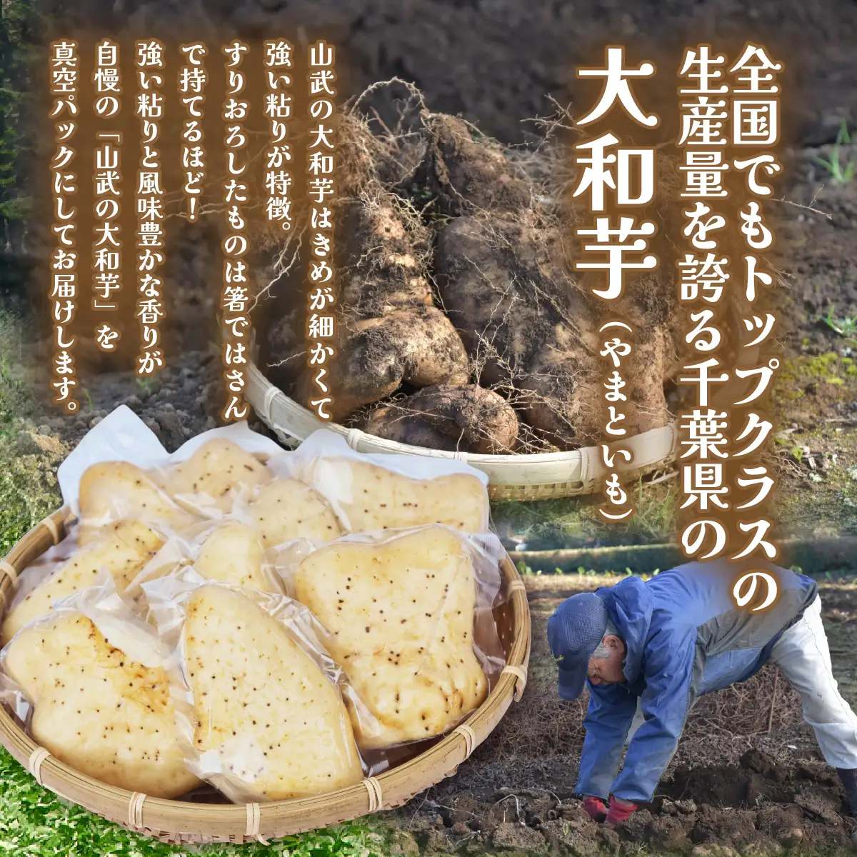 農家直送! 直売所でも大人気! 豊かな風味と強い粘り気が特徴! 大和芋（やまといも）2kg 真空パック包装　ふるさと納税 やまといも ヤマトイモ 大和芋 芋 山芋 長芋 きめ 粘り とろろ汁 麦とろ やまかけ 農家直送 千葉県 山武市 SMCH001