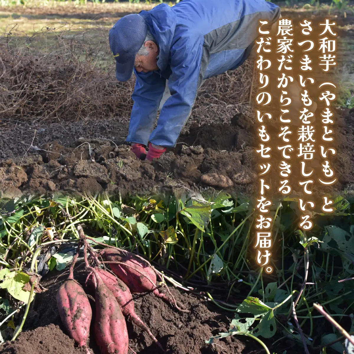 農家直送! 直売所でも大人気! こだわりのいもセット4kg 大和芋2kg＋さつまいも2kg　ふるさと納税 いも 芋 ヤマトイモ 大和芋 さつまいも サツマイモ べにはるか 芋セット 農家直送 千葉県 山武市 SMCH002