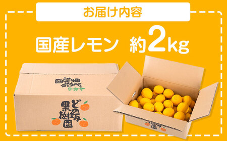 レモン 国産レモン約2kg