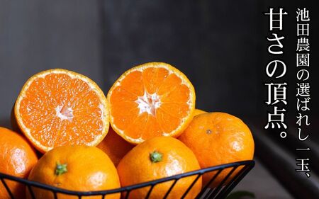 鹿蔵の 有田 みかん プレミアム 2.5kg+250g(傷み補償分) 光センサー 選果 / 温州みかん 有田みかん 甘い 高級 厳選 和歌山 柑橘 ※2026年11月中旬より2027年1月下旬に順次発送 ※北海道・沖縄・離島への配送不可 【ikd004-prem-2d5A】