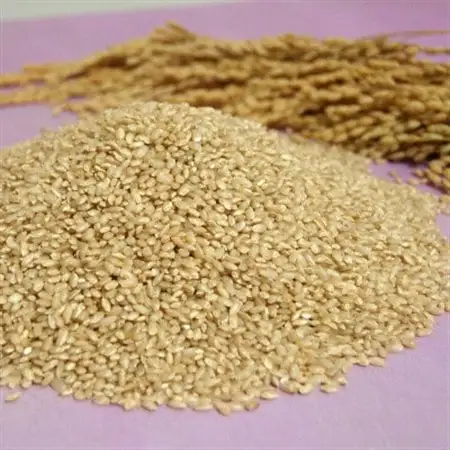【突鉱土育ち】巨大胚芽米CoCoRo 10kg【1361993】
