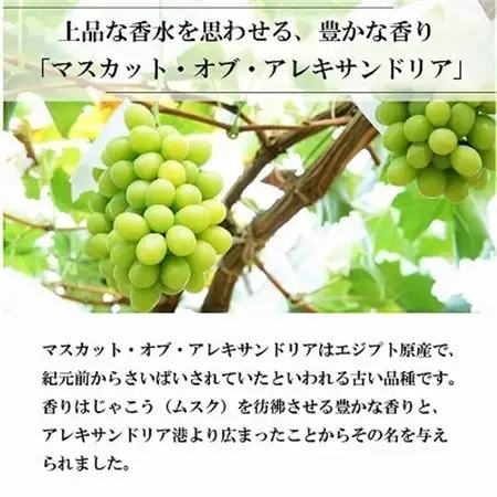【2026年6月下旬より順次発送】岡山県産 マスカット・オブ・アレキサンドリア 600g×1房【配送不可地域：離島・北海道・沖縄県】【1362223】