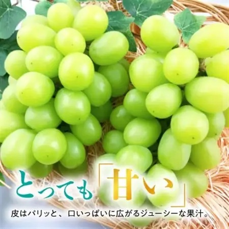 糖度!シャインマスカット!約2kg【2026年8月中旬より順次発送】ギフトにも岡山県産ぶどう!【配送不可地域：離島】【1365245】