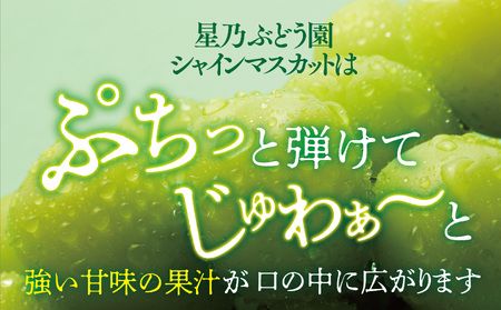 先行受付【三つ星ぶどう】星乃シャインマスカット (2房 1.3kg以上) 数量限定 岡山県産【配送不可地域：離島・北海道・沖縄県】【1418979】