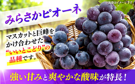 【2026年先行予約】ぶどう みらさかピオーネ ハウス栽培 1kg ＜7月中旬頃から順次発送＞[APBE001] ピオーネ ぶどう