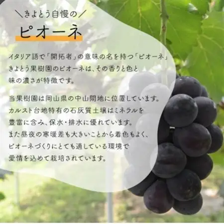 果樹園自慢のピオーネ! 甘さも濃厚 大サイズ2房入/計1.3kg～ ご家庭用(岡山県産)【配送不可地域：離島】【1535984】