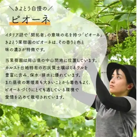 岡山県の代表葡萄「ピオーネ」 上級品 3-5房入/計2kg～(岡山県産) 果樹園で長く愛される葡萄!【配送不可地域：離島】【1535986】