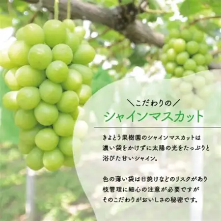シャインマスカット 3-5房/計2kg～ (岡山県産) 果樹園こだわりの「きよとう」シャイン!【配送不可地域：離島】【1548980】