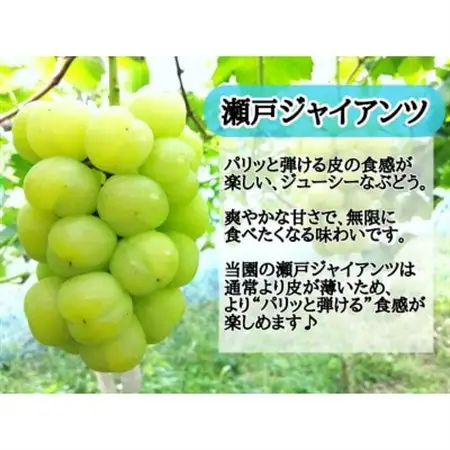 【2026年先行受付】お試し　朝採り新鮮!人気ぶどう瀬戸ジャイアンツ1房　500g以上【配送不可地域：離島】【1566950】