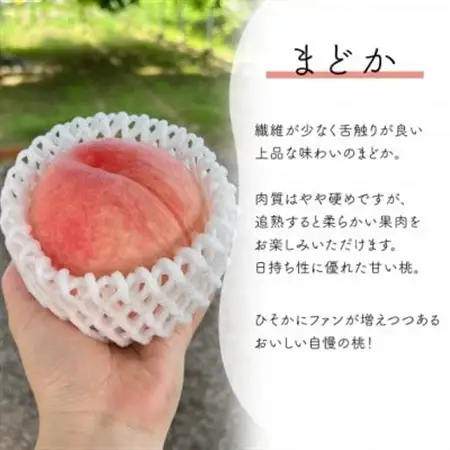 上品な肉質の桃 「まどか」 上級品 5-7玉 (岡山県産) きよとう果樹園の人気桃!【配送不可地域：離島】【1571597】