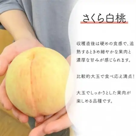 しっかりめの肉質と甘さが絶品「さくら白桃」 ご家庭用 5-8玉 (岡山県産)【配送不可地域：離島】【1571615】