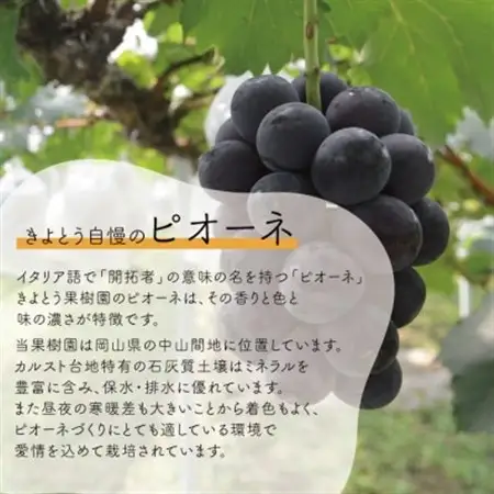ピオーネ＆シャインマスカット 上級品 大2房 /計1.3kg~ (岡山県産) 人気の食べ比べセット!【配送不可地域：離島】【1571760】