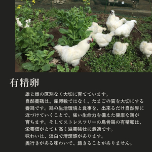 特選 有精卵 烏骨鶏のたまご 9個セット ［ 楊貴妃卵 ］烏骨鶏の卵 烏骨鶏の玉子 烏骨鶏 うこっけい 放し飼い卵 平飼い卵 贈答用 ギフト
