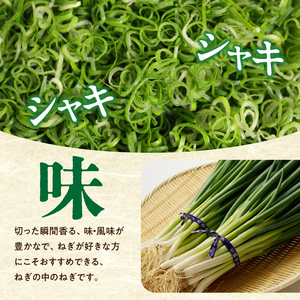 山城のねぎ 3kg 野菜ねぎ ネギ 長ネギ 京野菜 001-14