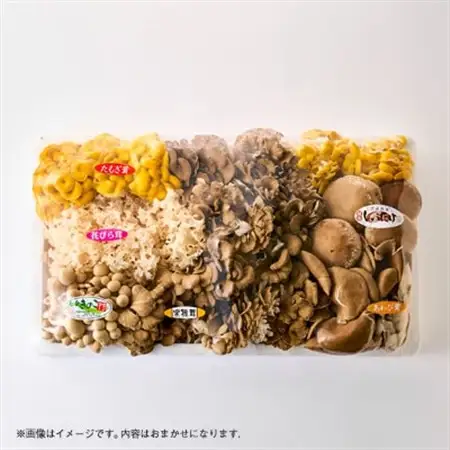 茨城県城里町産 きのこの詰め合わせ Lサイズ 約2kg_野菜  きのこ _【配送不可地域：離島・沖縄県】【1593969】