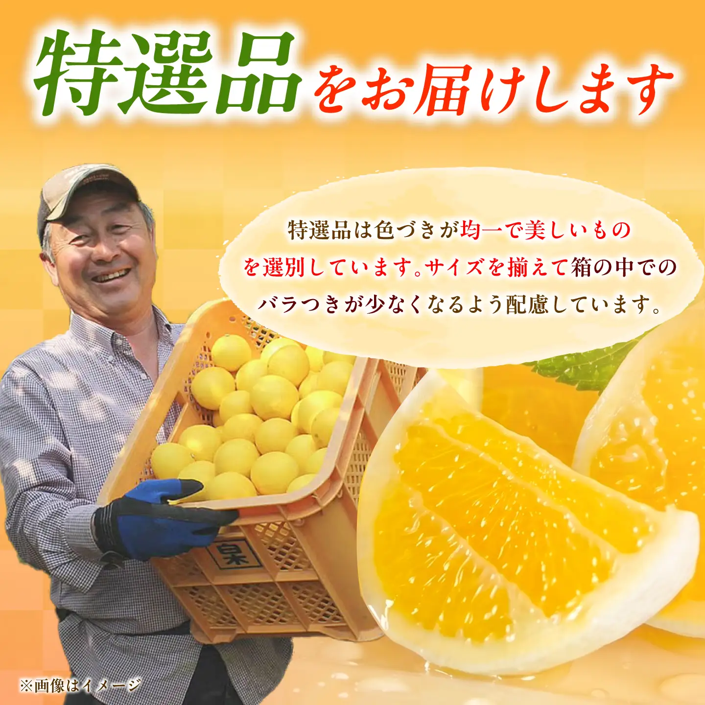 【先行予約】＜果樹園直送＞土佐小夏 特選品贈答用 約3kg 3キロ〈2026年5月下旬?6月下旬頃発送〉  / こなつ 小夏 日向夏 ニューサマーオレンジ 柑橘 かんきつ 柑橘類 フルーツ 果物 くだもの 果実【白木果樹園】 [BQAI027]