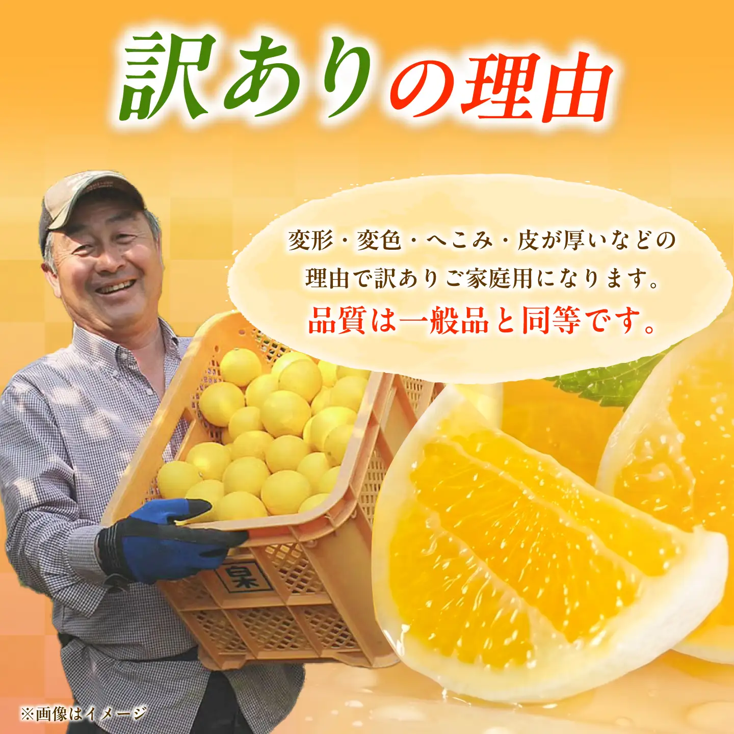 【先行予約】＜白木果樹園＞ 土佐小夏 訳ありご家庭用 約3.5kg 3.5キロ〈2026年5月下旬?6月下旬頃発送〉  / こなつ 柑橘 かんきつ 柑橘類 フルーツ 日向夏 ニューサマーオレンジ 西内小夏 果物【白木果樹園】 [BQAI033]