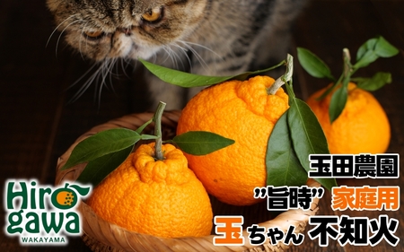  不知火 旨時 体に優しい玉ちゃん しらぬい 約 2kg / デコポン 訳あり 家庭用 高級 甘い 和歌山 有田 柑橘 ※3月上旬～4月に順次発送予定 【tmd010-p-2】