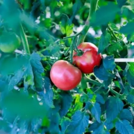 Vegetable+GIN vegin tomato 500ml×1本_酒・アルコール   _【1590311】