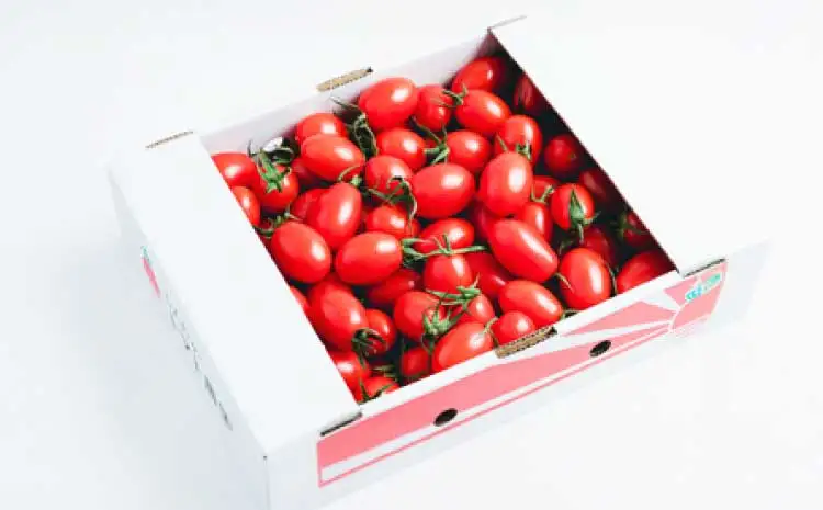 宇城市産 フルーツトマト アイコ 約2kg