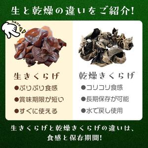 福寿「生キクラゲ」500g (100g×5パック) きくらげ きのこ キノコ F6Q-108