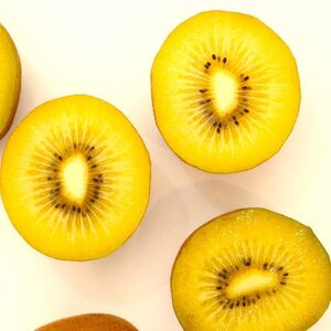 さぬきゴールド キウイフルーツ 1.2kg化粧箱入り【予約受付中！令和8年10月中旬頃より発送！】【A-113】