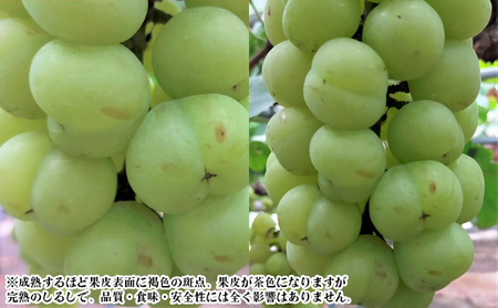ぶどう 【2026年 早期受付】 桃太郎ぶどう 2房 合計約1kg