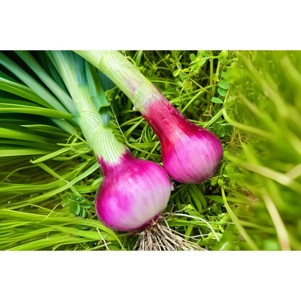 甘すぎ新鮮岡山市産 赤紫玉ねぎ3kg 減化学肥料 家庭用 タマネギ 生食 健康 野菜 食品 栽培期間中農薬・除草剤不使用自然の力健康野菜 訳あり(サイズ混合)