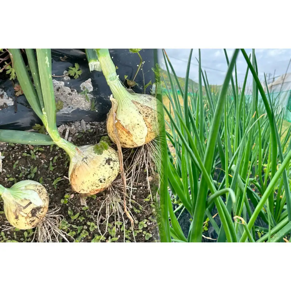 甘すぎ新鮮岡山市産 玉ねぎ3kg 減化学肥料 家庭用 タマネギ 生食 健康 野菜 食品 栽培期間中農薬・除草剤不使用全て自然の力健康野菜 訳あり（サイズ混合)
