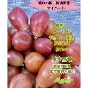 ぶどう 2026年  マイハート 秀品 粒だけ 約1kg  家庭用 ギフト 農林大臣賞2回受賞  贈答用 贈り物 岡山 果物 フルーツ  採りたて発送 農家直送 数量限定 新鮮  8月中旬から発送
