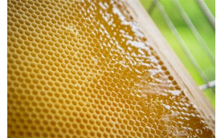 【国産】巣鴨養蜂園　純生はちみつ「あかしあ」 600g