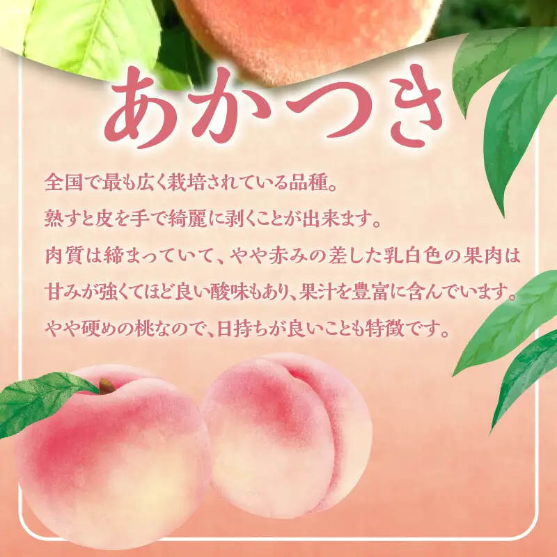 【2026年産 先行予約】＜北海道余市産＞訳アリ 桃「あかつき」3kg（12～20玉）_Y103-0061