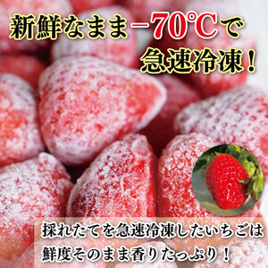 訳あり いちご 冷凍 苺 500g いちご