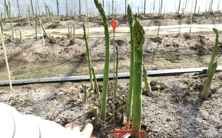 太めアスパラ（2Lサイズ以上）ホワイト＆グリーン食べ比べセット 計1kg オジファーム