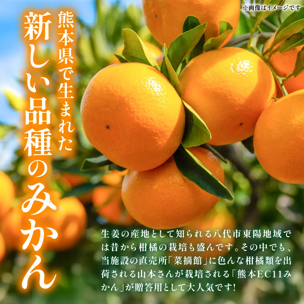 【先行予約】 みかん 八代市東陽産山本さん家の「熊本EC11みかん」 約5kg みかん 柑橘 【2026年11月上旬より順次発送】