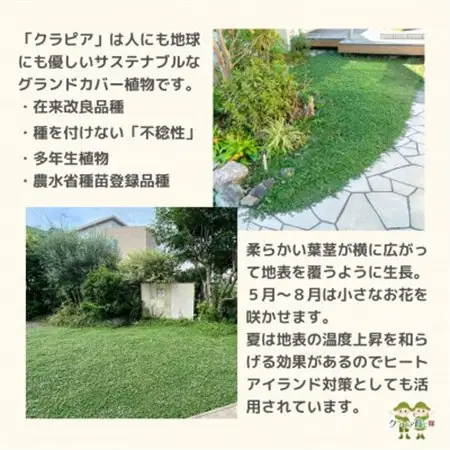 グランドカバー植物「クラピアK3」ポット苗10ポットセット【お申込書返信後、ご希望日に合わせて発送】【1570189】