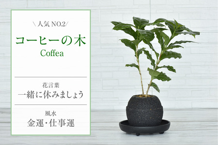 アクアプラントポット®　玉Ｓ（ブラック） 植木鉢　コーヒーの木（2089）