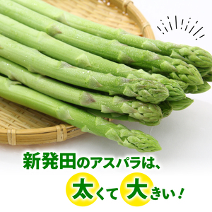 先行予約 アスパラガス 800g 令和8年産 アスパラ アスパラ アスパラ アスパラ アスパラ アスパラ アスパラ JA001_01