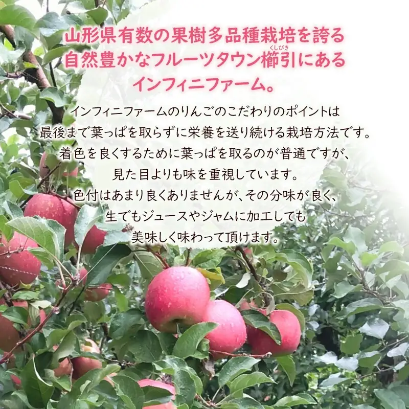【令和8年産先行予約】鶴岡市産りんご ふじ 約2.5kg（7～9玉）　インフィニファーム　K-828　　| リンゴ 林檎 フルーツ 果物 くだもの ふじ 旬 人気 美味しい 季節限定 山形県 鶴岡市 返礼品